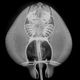 Illustration for article titled This alien-looking fish just rewrote the book on developmental genetics
